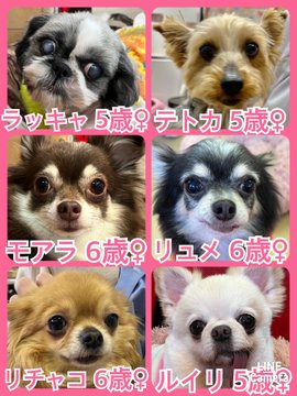 🐾今日の里親様募集中ワンコ🐶メンバーです🐾2023,3,21【保護犬カフェ天神橋店】